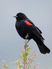 Red-winged Blackbird