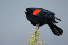 Red-winged Blackbird