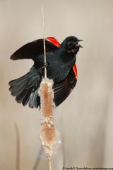 Red-winged Blackbird