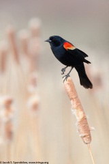 Red-winged Blackbird