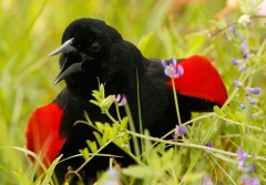 Red-winged Blackbird