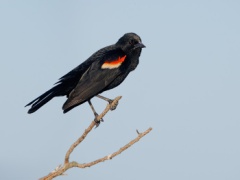 Red-winged Blackbird