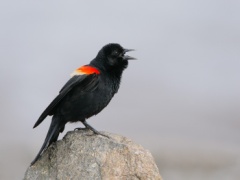 Red-winged Blackbird