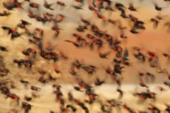 Red-winged Blackbird