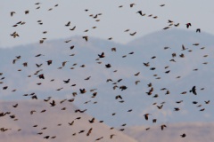 Red-winged Blackbirds