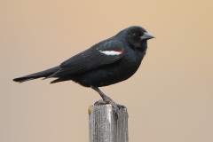 Tricolored Blackbird