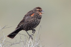 Tricolored Blackbird