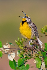 Eastern Meadowlark