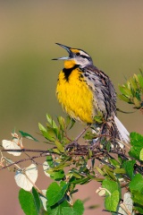 Eastern Meadowlark