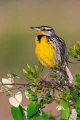 Eastern Meadowlark