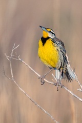 Eastern Meadowlark