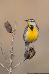 Eastern Meadowlark (Lilian's Meadowlark)