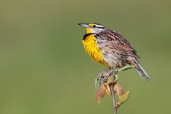 Eastern Meadowlark