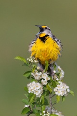 Eastern Meadowlark