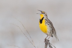 Western Meadowlark