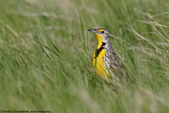 Western Meadowlark