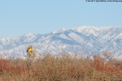 Western Meadowlark