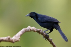 Melodious Blackbird