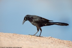 Great-tailed Grackle