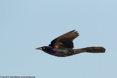 Great-tailed Grackle