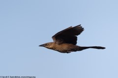 Great-tailed Grackle