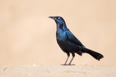 Great-tailed Grackle