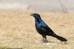 Great-tailed Grackle