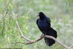 Boat-tailed Grackle