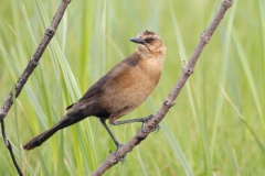 Boat-tailed Grackle