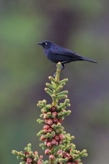 Rusty Blackbird