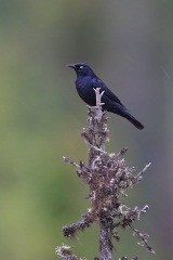 Rusty Blackbird