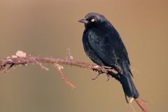 Brewer's Blackbird