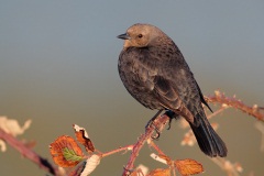 Brewer's Blackbird