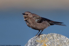 Brewer's Blackbird