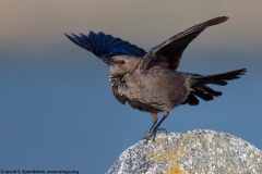 Brewer's Blackbird