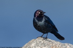 Brewer's Blackbird