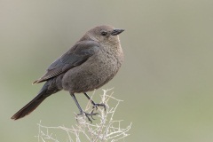 Brewer's Blackbird