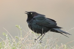 Brewer's Blackbird