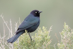 Brewer's Blackbird