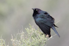 Brewer's Blackbird