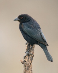 Bronzed Cowbird