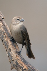 Brown-headed Cowbird