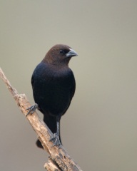 Brown-headed Cowbird