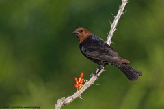 Brown-headed Cowbird