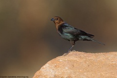 Brown-headed Cowbird