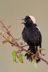 Bobolink