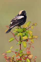 Bobolink