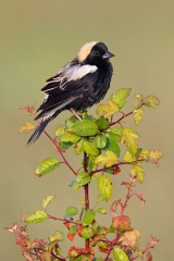 Bobolink