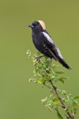 Bobolink