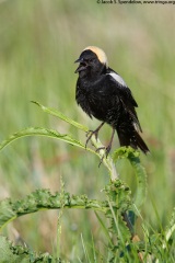 Bobolink